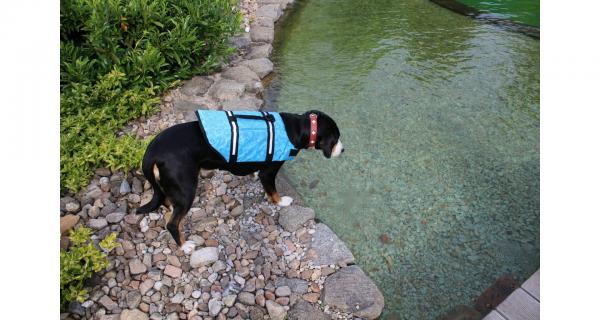 Merco Dog Swimmer plávacia vesta pre psa modrá, veľ. S