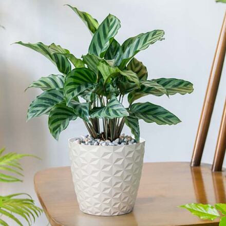 Plastkon Crystal Mat dekoratívny kvetináč biela 30cm 1