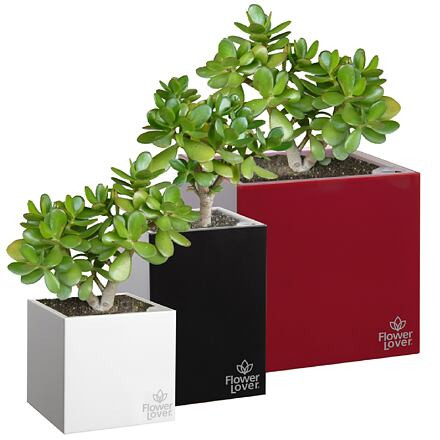 Plastkon Cubico samozavlažovací kvetináč červená 27 cm 3
