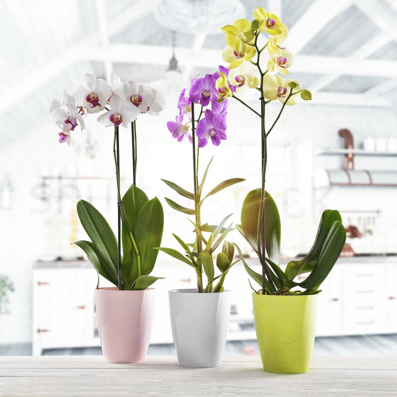 Ornella dekoratívny kvetináč číra 1