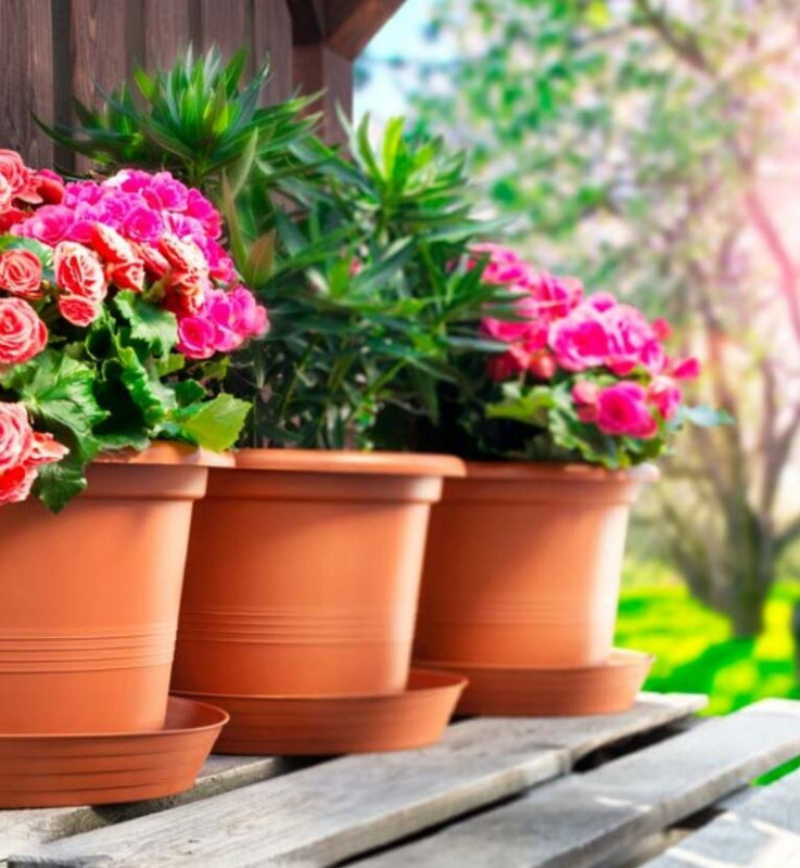 Campanula kvetináč hnedá 2