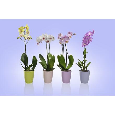 Ornella dekoratívny kvetináč biela 11 cm 2