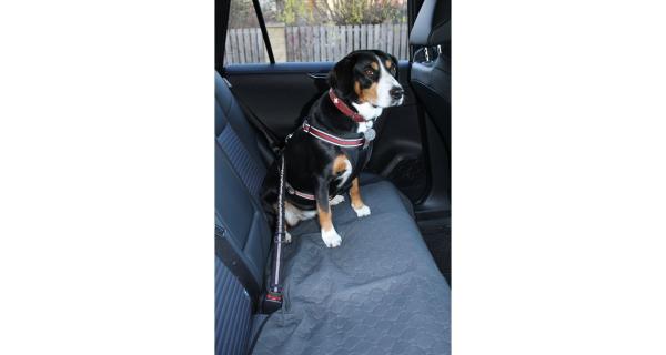 Merco Safer 1.0 pás do auta pre psov zelená