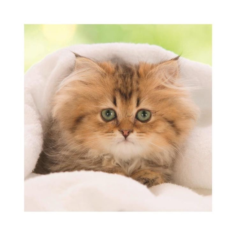 Roztomilé mačiatka 3x55 dielikov 1