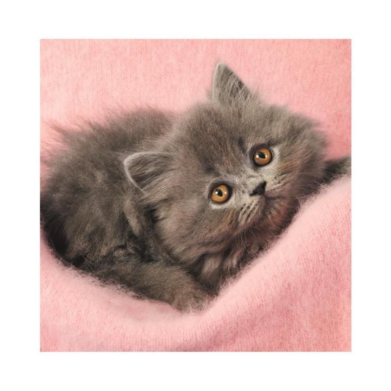 Roztomilé mačiatka 3x55 dielikov 2