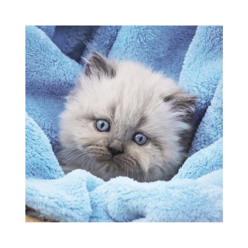 Roztomilé mačiatka 3x55 dielikov 3