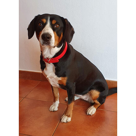 Dog Leash obojok pre psy ružová 1