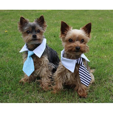 Gentledog kravata pre psov modrá 3