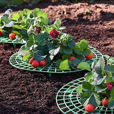 Strawberry Stand 30 stojan na jahody 2
