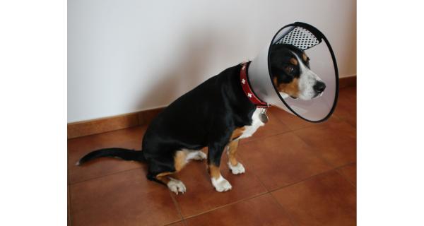 Merco Anti Bite Collar ochranný golier pre psov, veľ. S