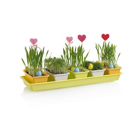 Minigarden 60 Spring Mix kvetináč 1