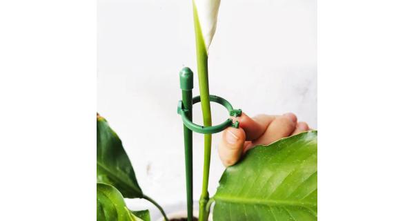 Merco Plant Buckle spony pre tyčky k rastlinám 10 ks