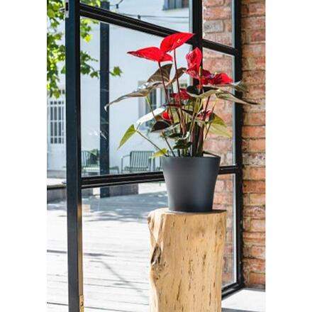 Tulipan Mat kvetináč sivá 1