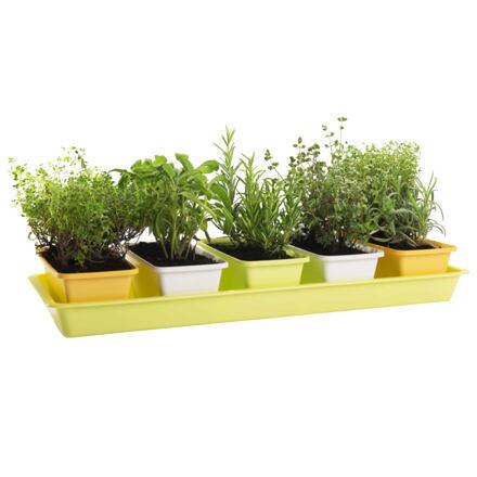 Minigarden 60 Spring Mix kvetináč 4