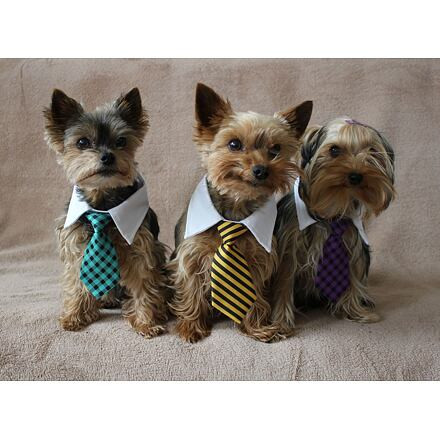 Gentledog kravata pre psov čierna-biela 4