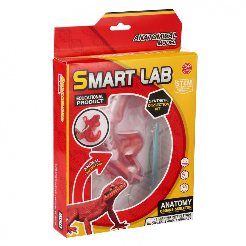 Vedecká sada anatómie Jašterica 2