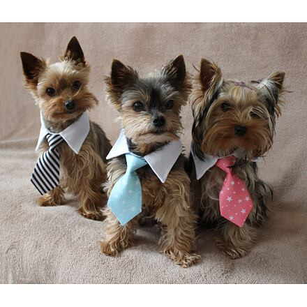 Gentledog kravata pre psov tyrkysová 4