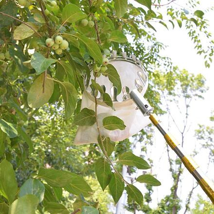 Merco Telescopic Fruit Picker 4M česač ovocia 2