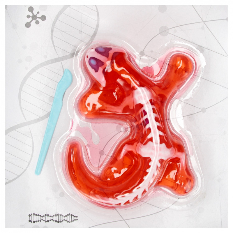 Vedecká sada anatómie Jašterica 1