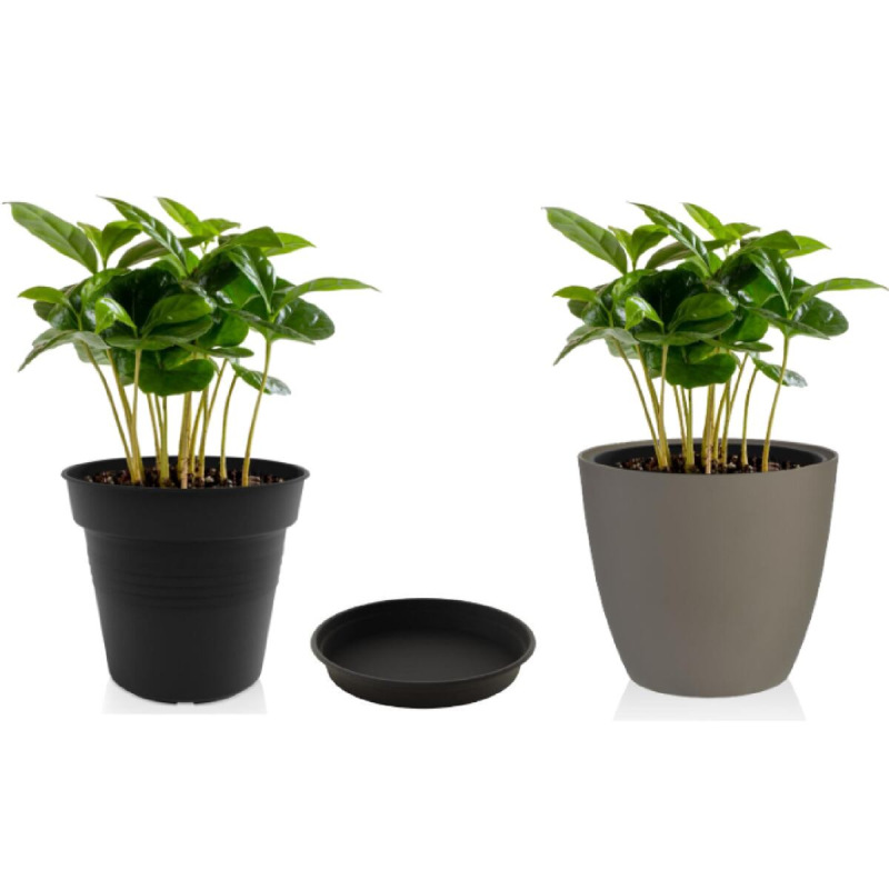 Camelie miska pod kvetináč 15 antracitová 3