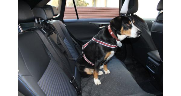 Merco Safer 2.0 pás do auta pre psov