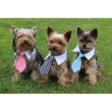 Gentledog kravata pre psov ružová 3