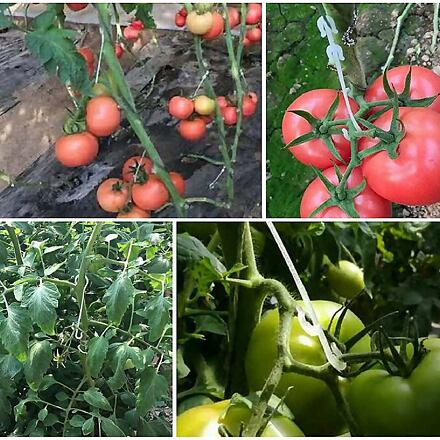 Merco Fruit Hooks 13 háčiky na ovocie 50 ks 1