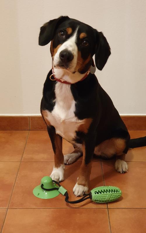 Merco Doggie hračka pre psov zelená