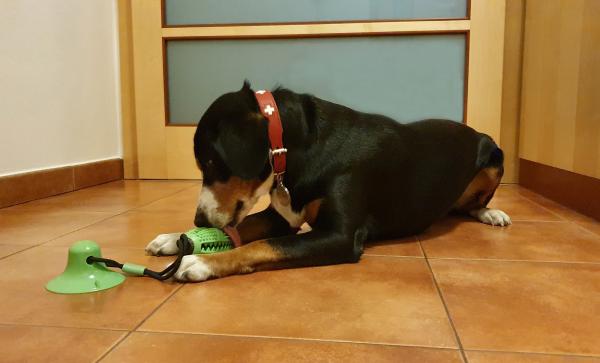 Merco Doggie hračka pre psov zelená