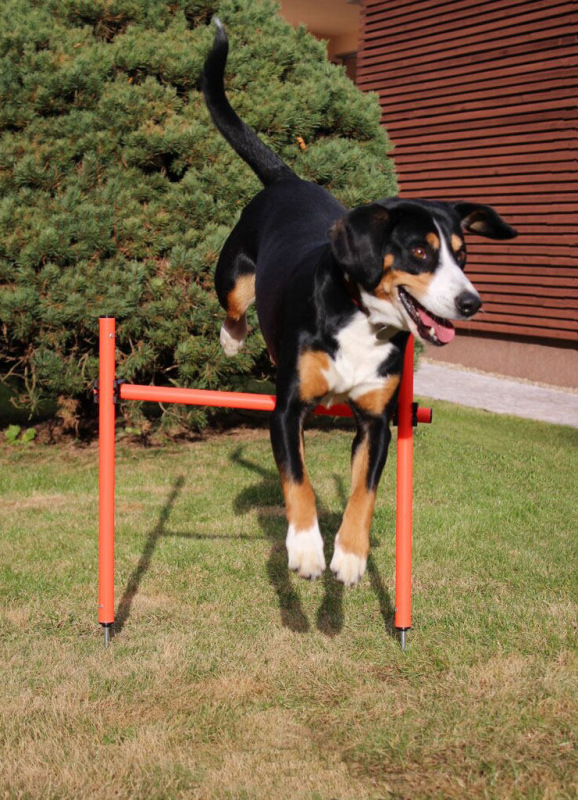 Dog Trainer agility prekážky pre psov 8