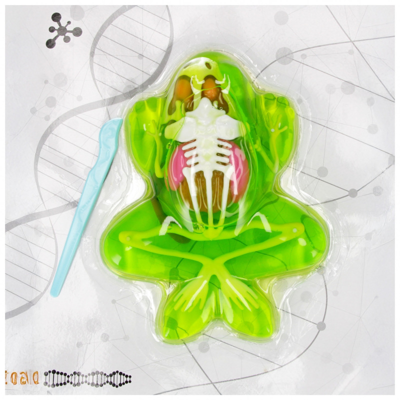 Hra Anatómia žaby 1