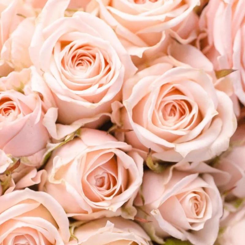 Rose in Fiore - Ruža v Rozkvete, Luxusný kvetinový difuzér, 100ml