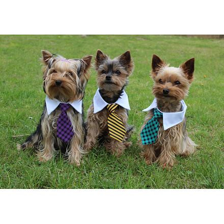 Gentledog kravata pre psov fialová 3