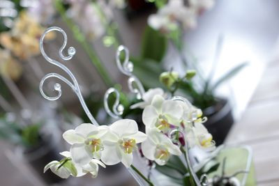 Tyč COUBI ISTC01, 60 cm, zelená, oporná, pre orchideu 2